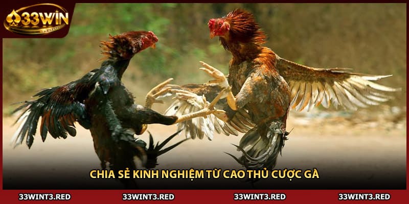 Chia sẻ kinh nghiệm từ cao thủ cược gà