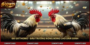Đá Gà Thomo - Đấu Trường Nóng Bỏng Cho Dân Sành